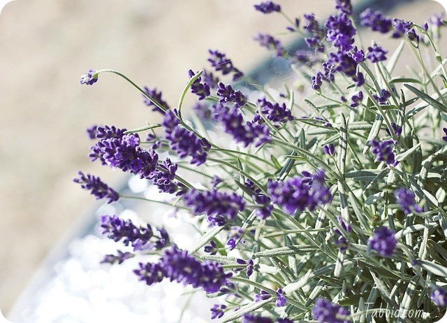 Coltivare la lavanda