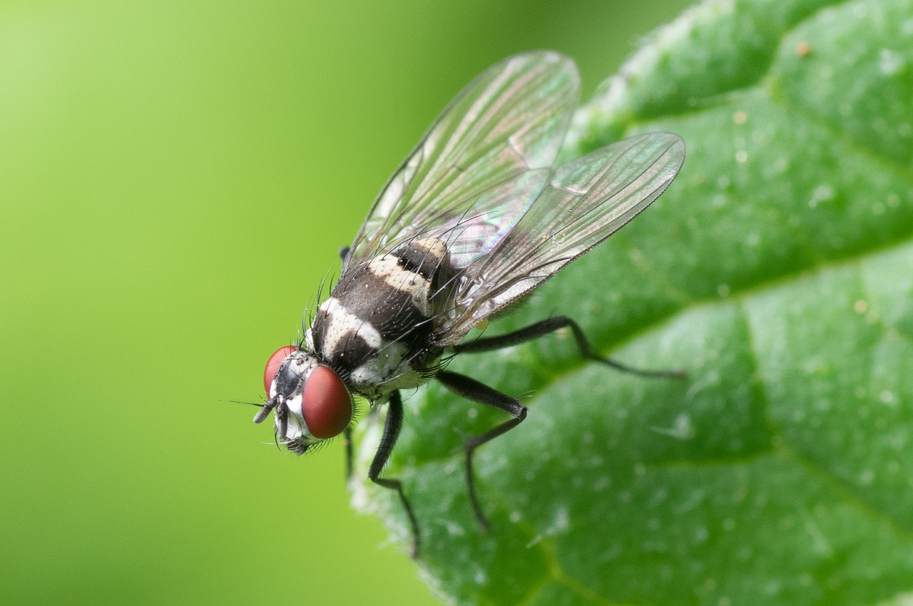 Rimedi contro le mosche: raccolta dei più efficaci