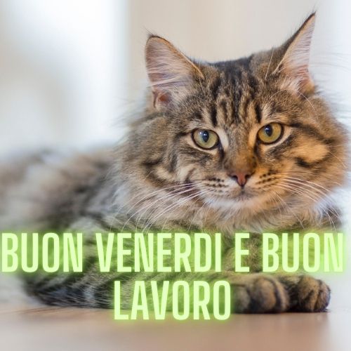 Buongiorno e Buon Venerdì 4 Ottobre 2024: Frasi di Buon Venerdì e Buon Lavoro da condividere via WhatsApp