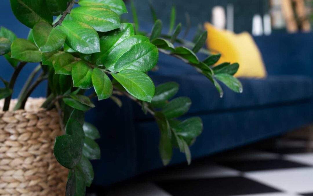 Ficus Benjamin: Dentro o Fuori? Guida Completa per la Cura e Soluzioni alla Caduta delle Foglie