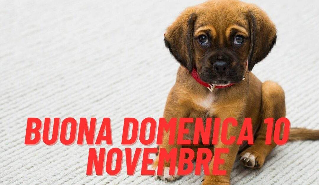 Buongiorno Buona Domenica 10 Novembre 2024 – Immagini Stupende e Frasi Nuove da Condividere su WhatsApp!