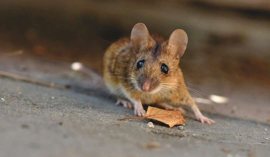 Ordina un paio di orecchini da Temu, quando apre il pacco gli spunta una coda che si muove