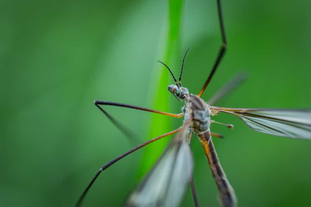 Larve Zanzara: come sono e come eliminarle con metodi anche naturali