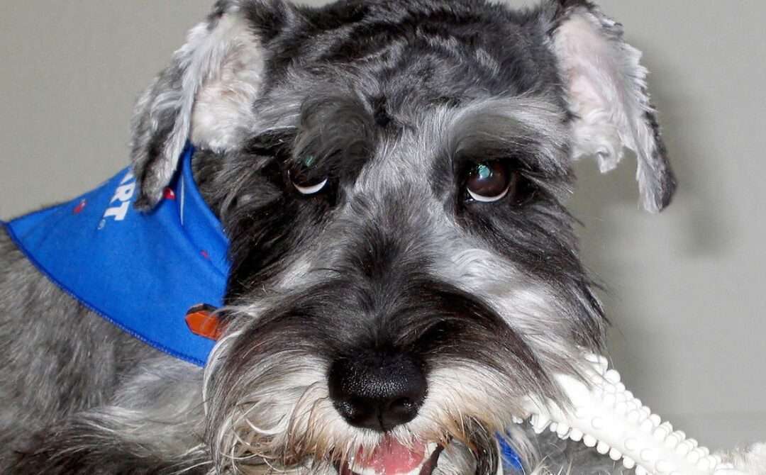 Frasi e Immagini Buongiorno Buon Martedì 9 Dicembre 2025: tutte le frasi da condividere con gli amici